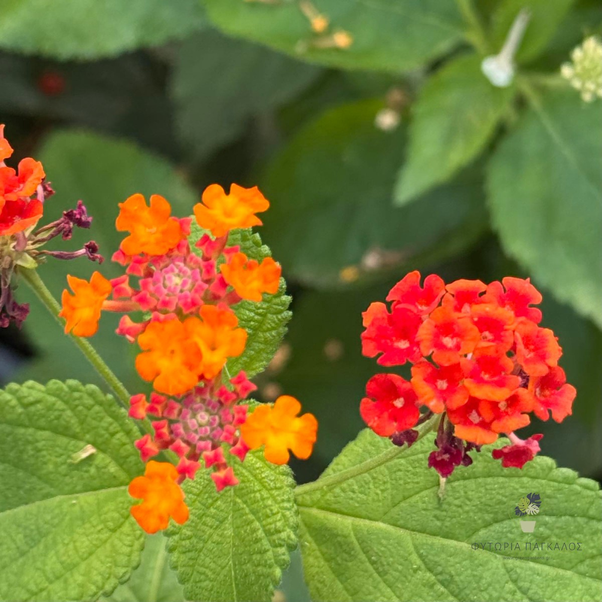 Λαντάνα Έρπουσα (Lantana montevidensis) | Ανθοφόρο Φυτό Εδαφοκάλυψης - 1